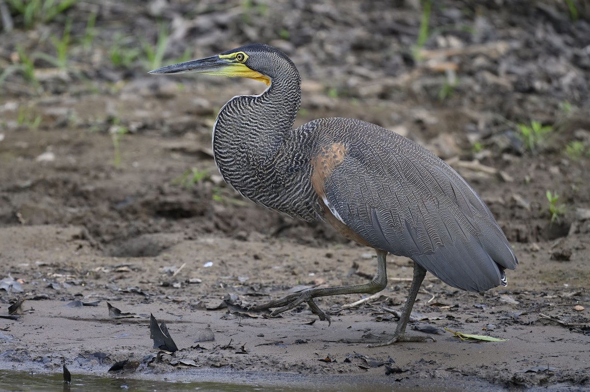 Bare-throated Tiger-Heron - ML635359553