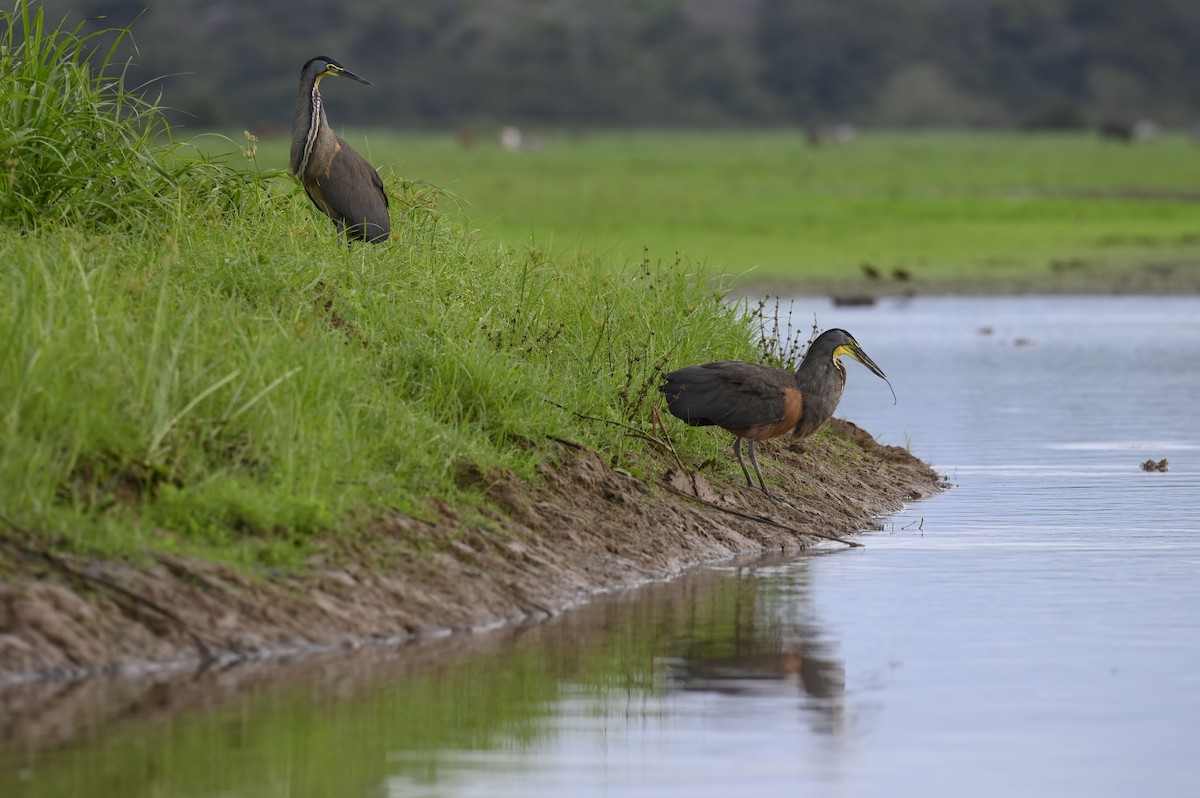 Bare-throated Tiger-Heron - ML635359556