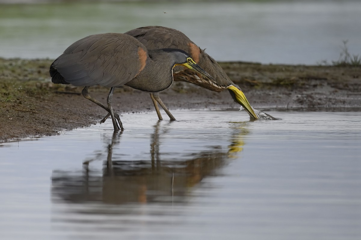Bare-throated Tiger-Heron - ML635359559