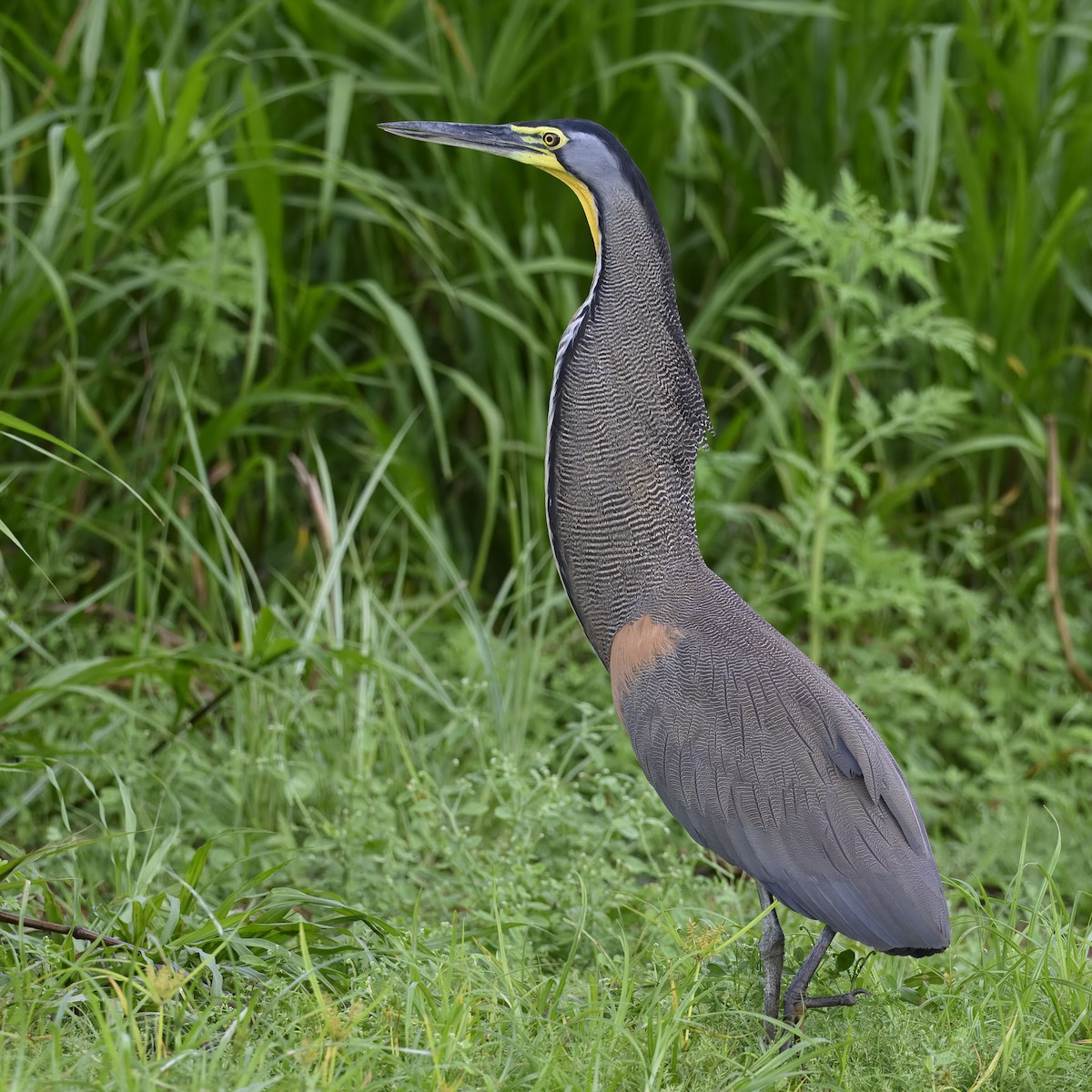 Bare-throated Tiger-Heron - ML635359560