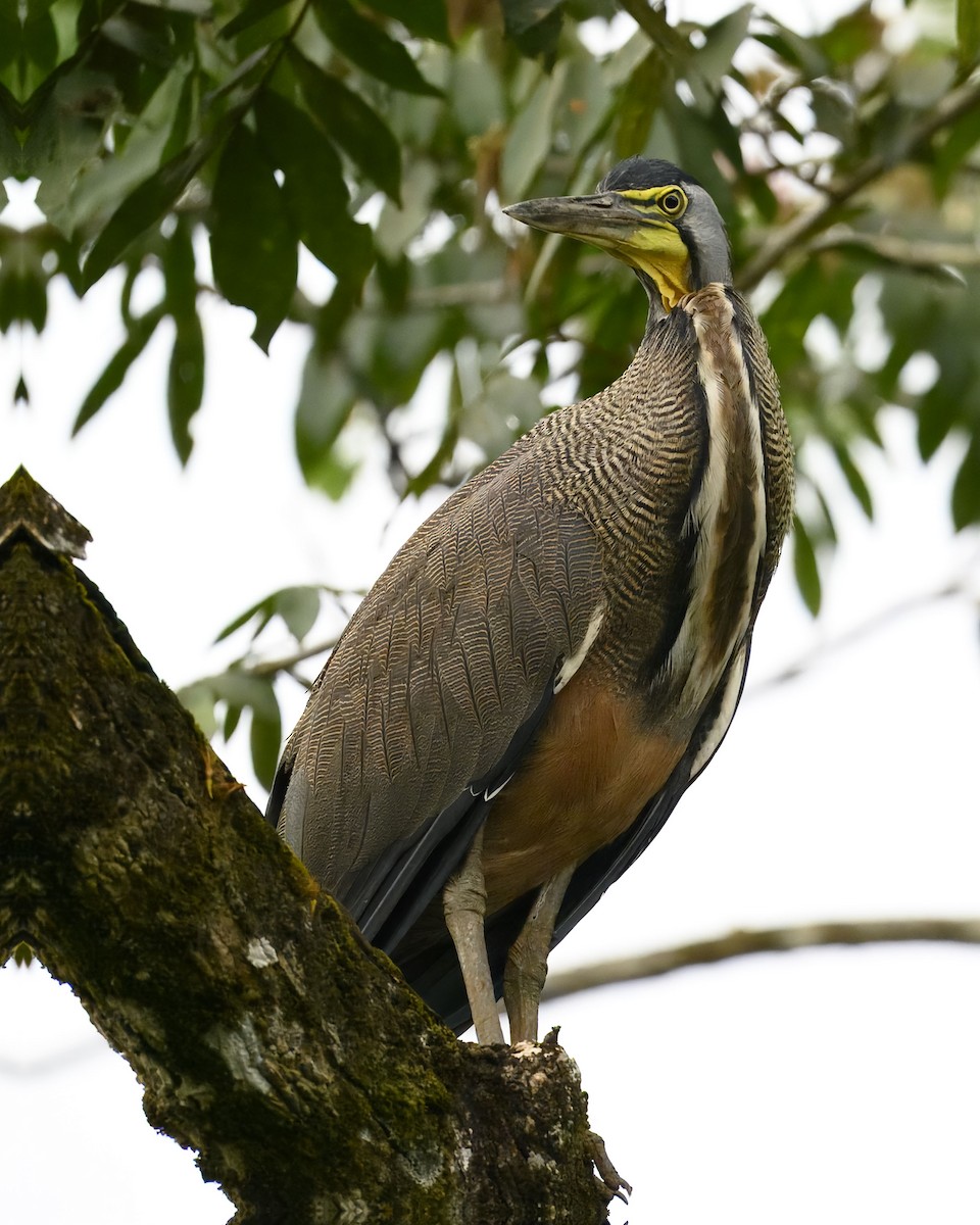 Bare-throated Tiger-Heron - ML635359563