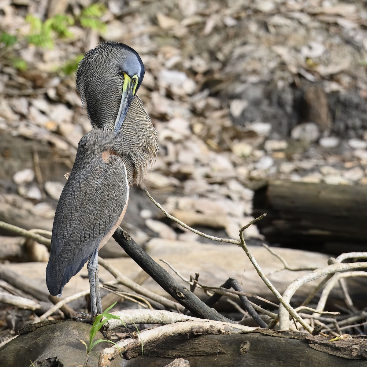 Bare-throated Tiger-Heron - ML635359568