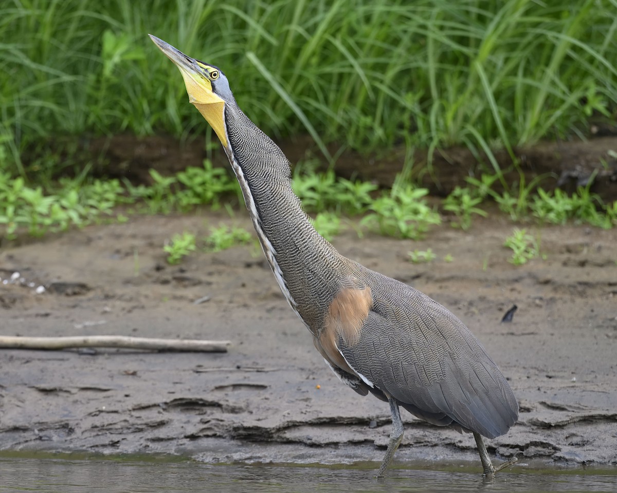Bare-throated Tiger-Heron - ML635359571