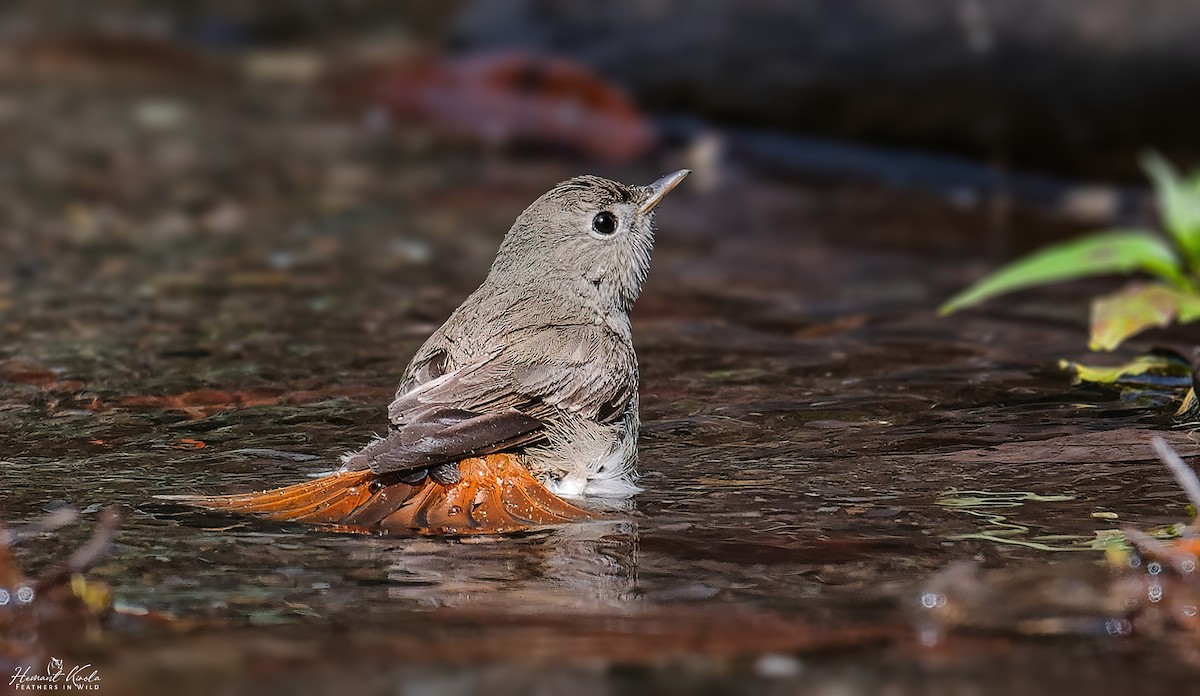 Rusty-tailed Flycatcher - ML635359588