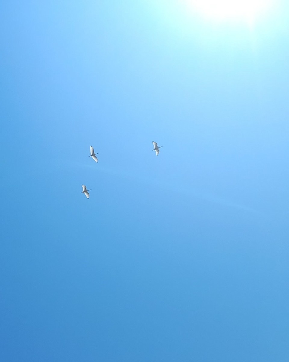White Ibis - ML635359589