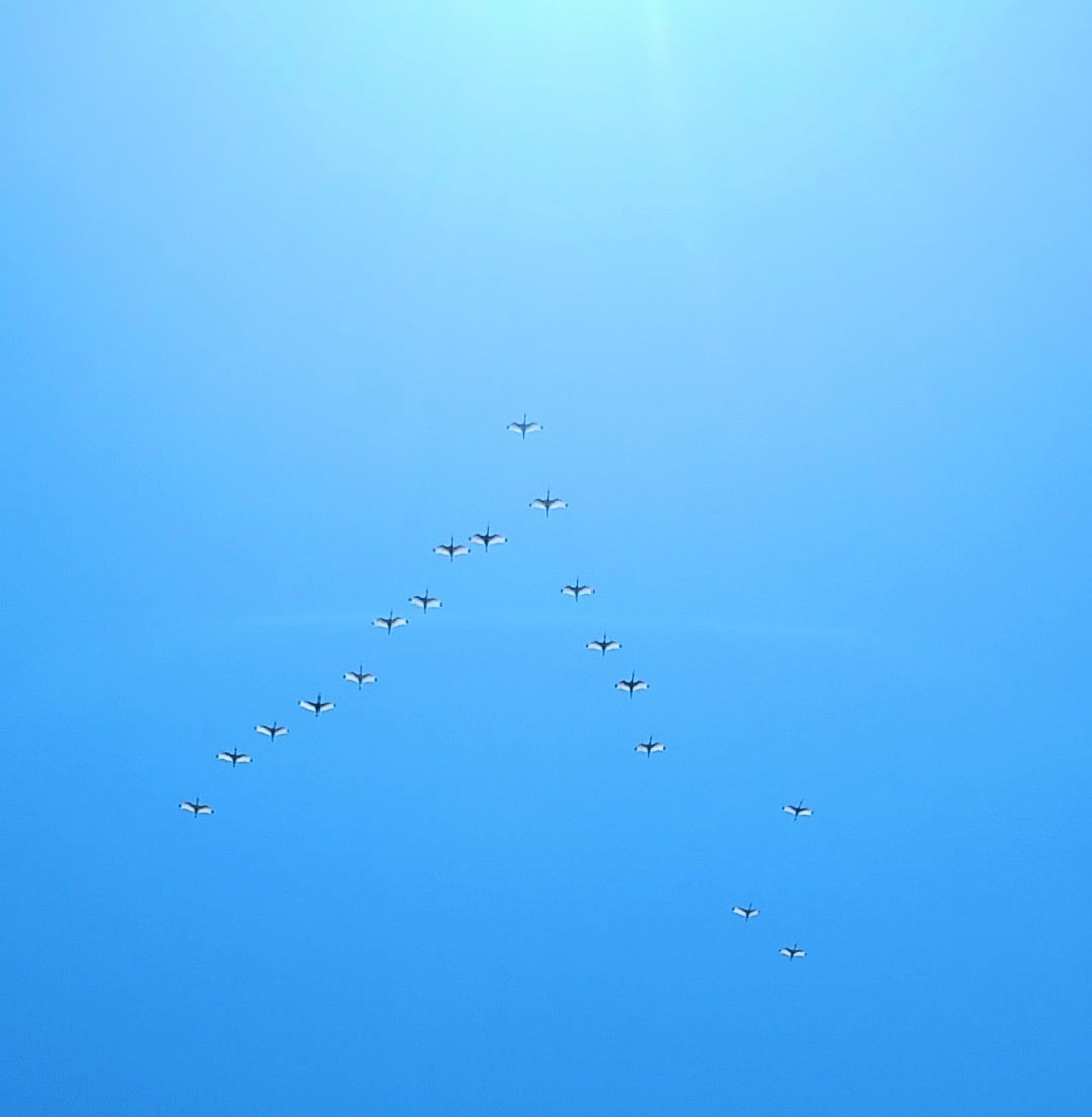 White Ibis - ML635359590