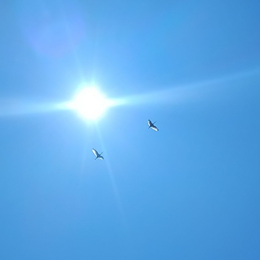 White Ibis - ML635359591