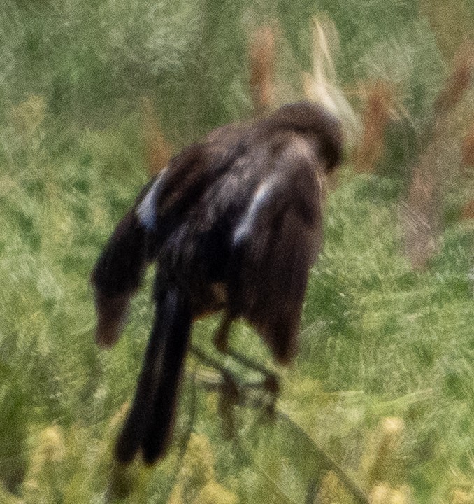 European Stonechat - ML635359599