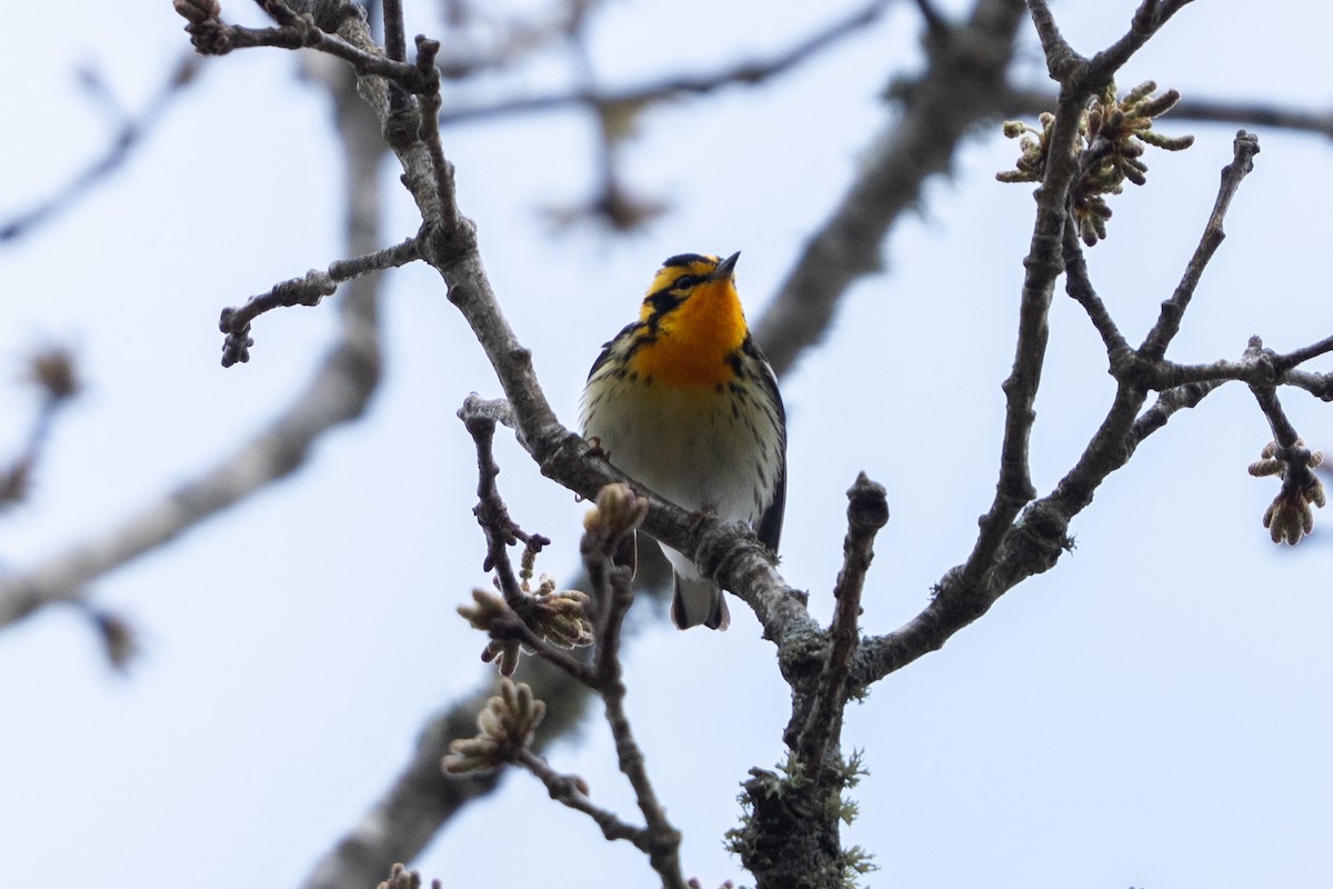 Blackburnian Warbler - ML635359602