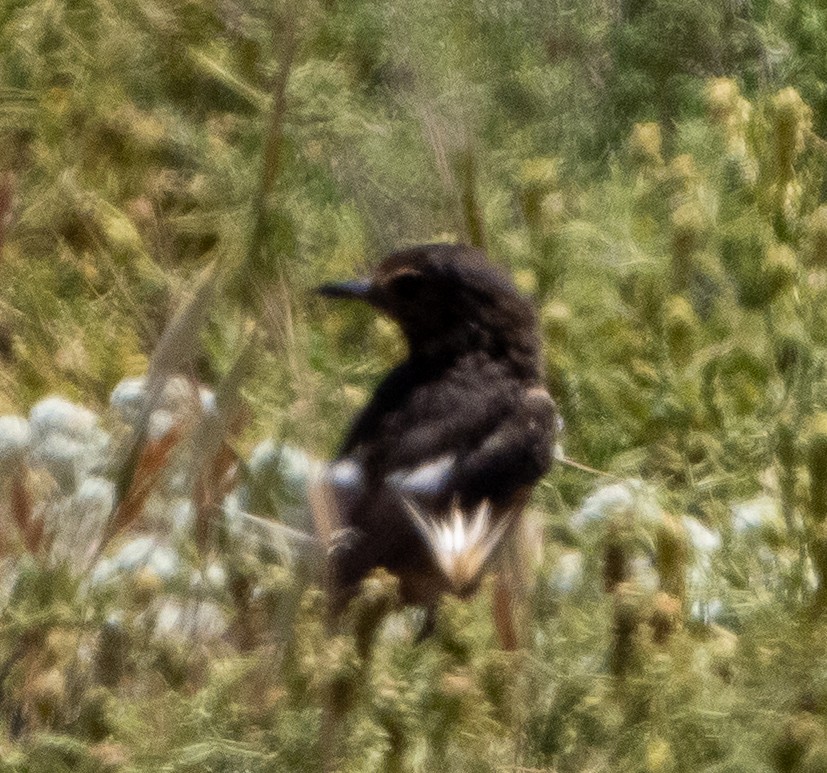 European Stonechat - ML635359616
