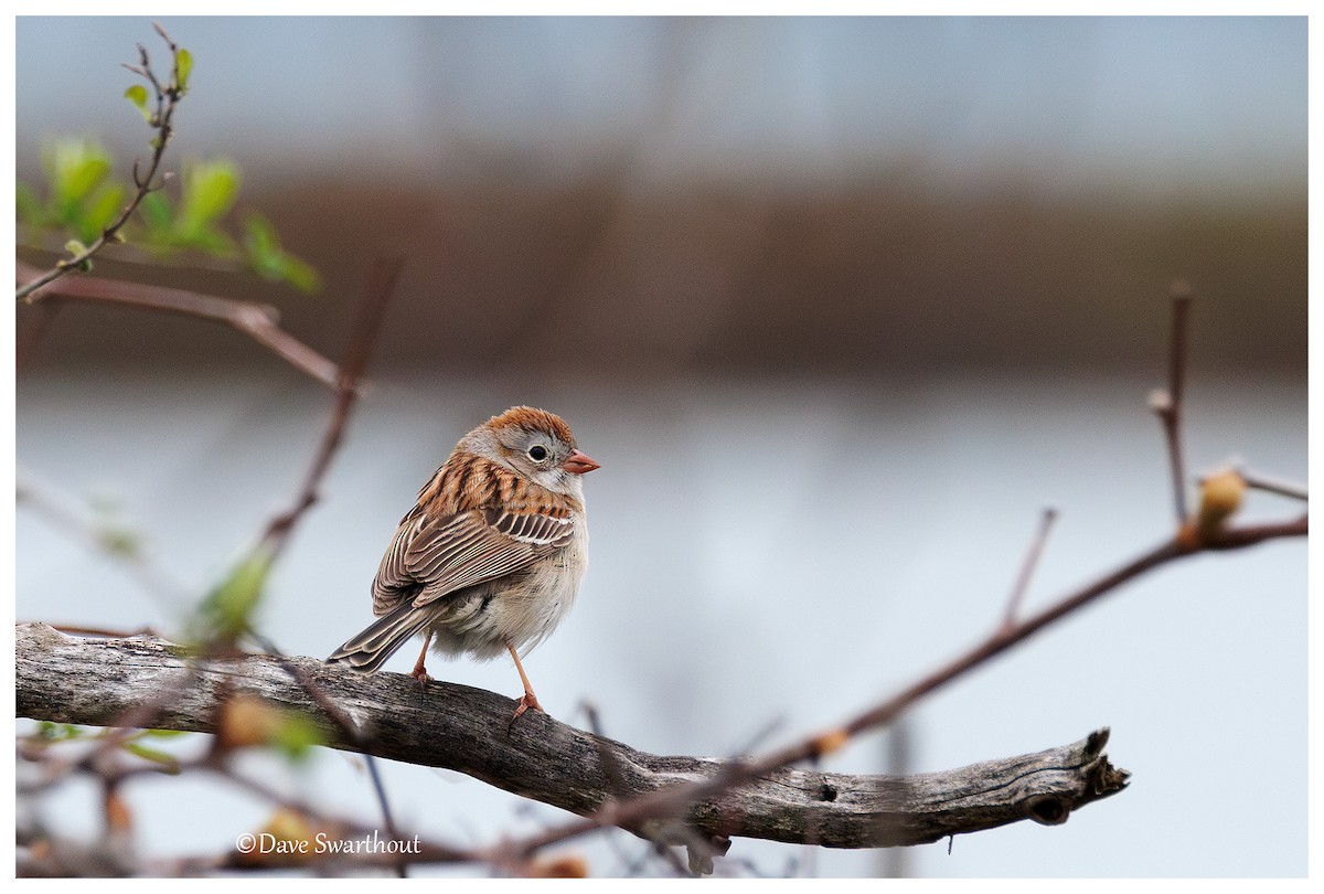 Field Sparrow - ML635359622