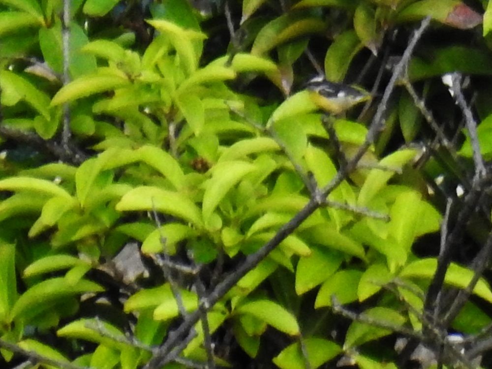 Bananaquit - ML635359629