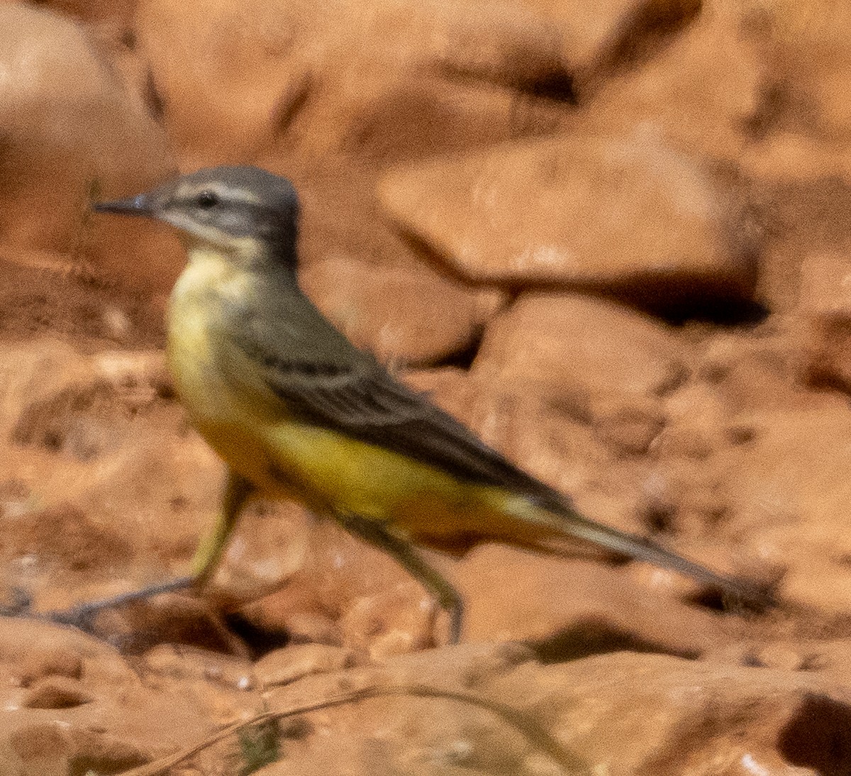西方黃鶺鴒 - ML635359669