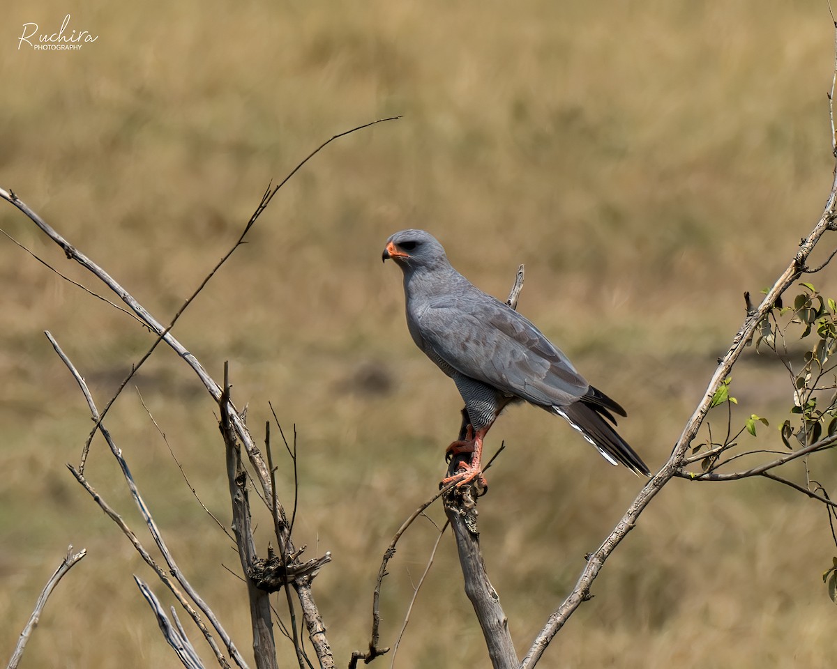 Dark Chanting-Goshawk - ML635359672