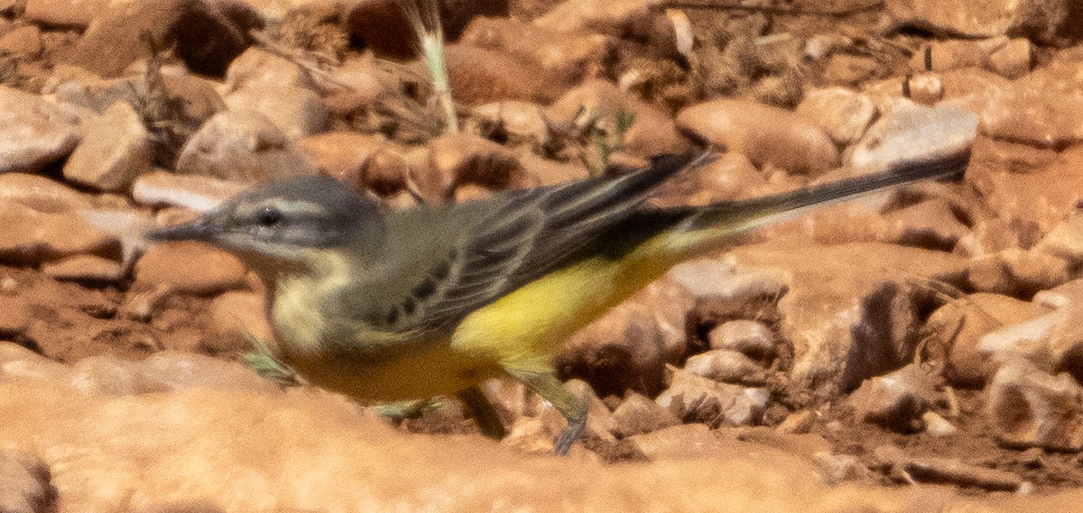 西方黃鶺鴒 - ML635359674