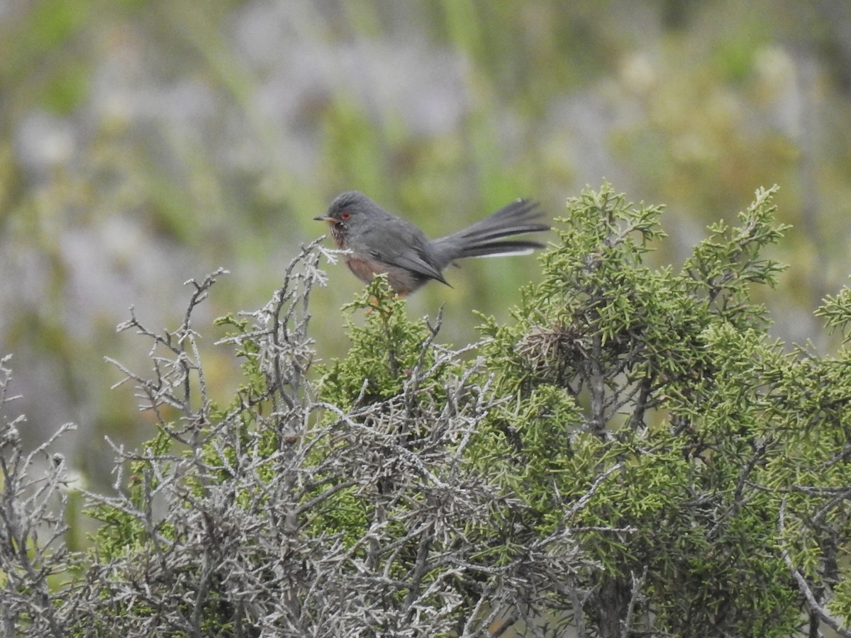 Dartford Warbler - ML635359749