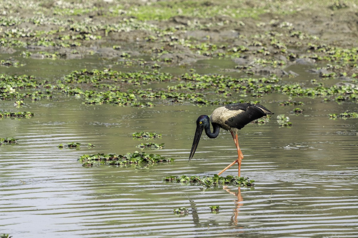 Black-necked Stork - ML635359774