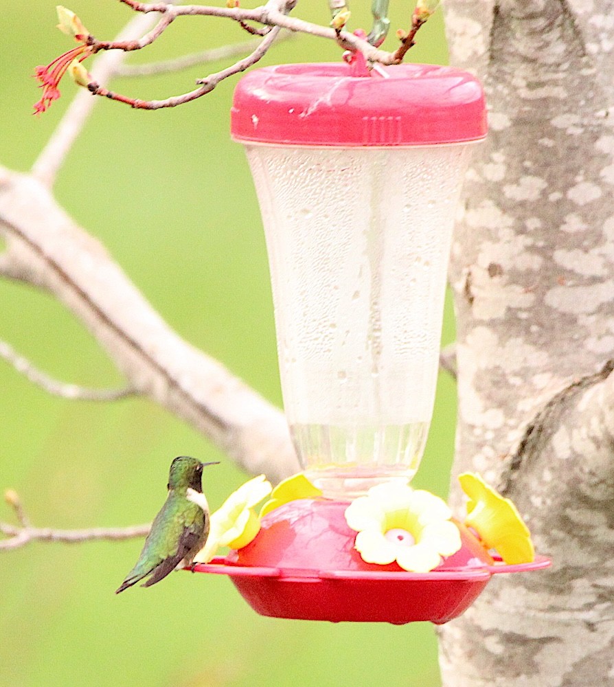 Ruby-throated Hummingbird - ML635359796