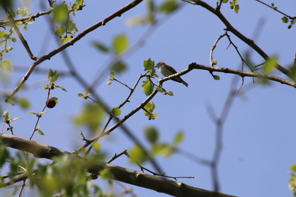 Vireo, unbestimmt - ML635359821