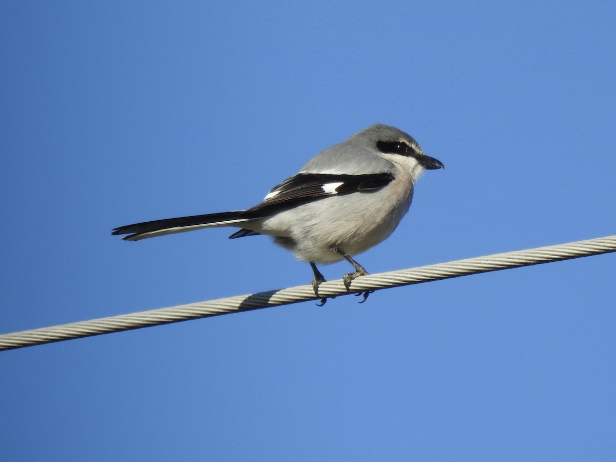 Iberian Gray Shrike - ML635359862