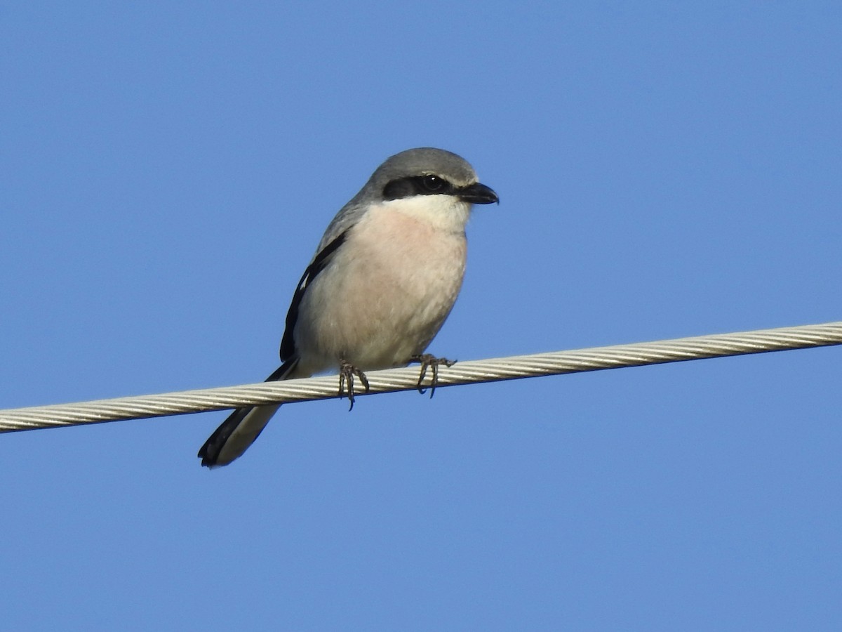 Iberian Gray Shrike - ML635359871