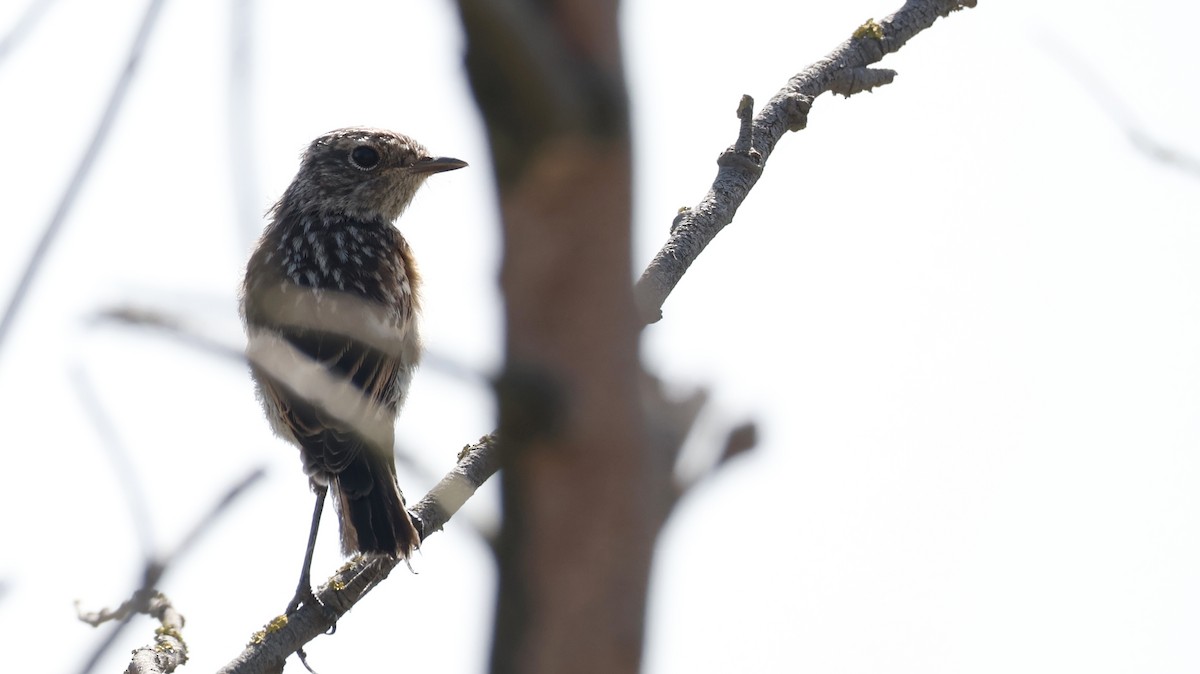 European Stonechat - ML635359878