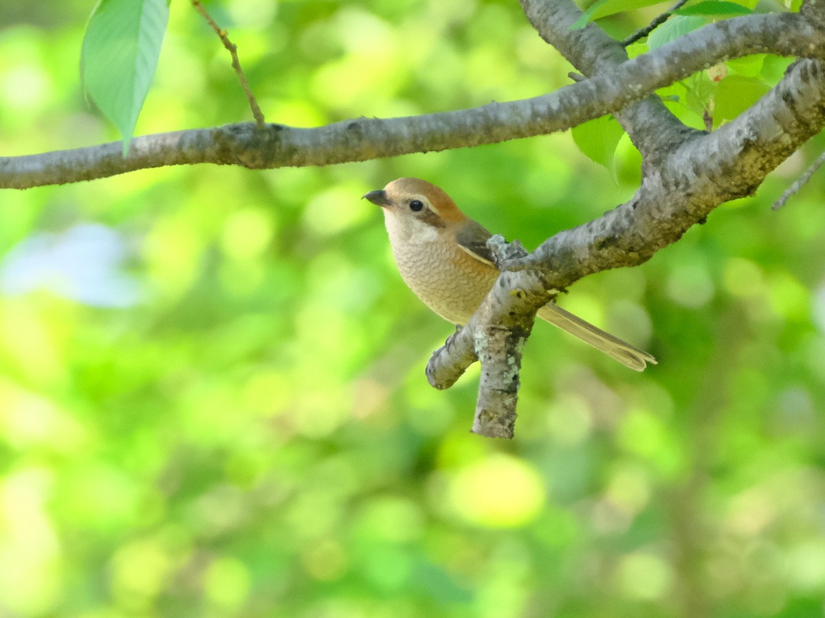 Bull-headed Shrike - ML635359913
