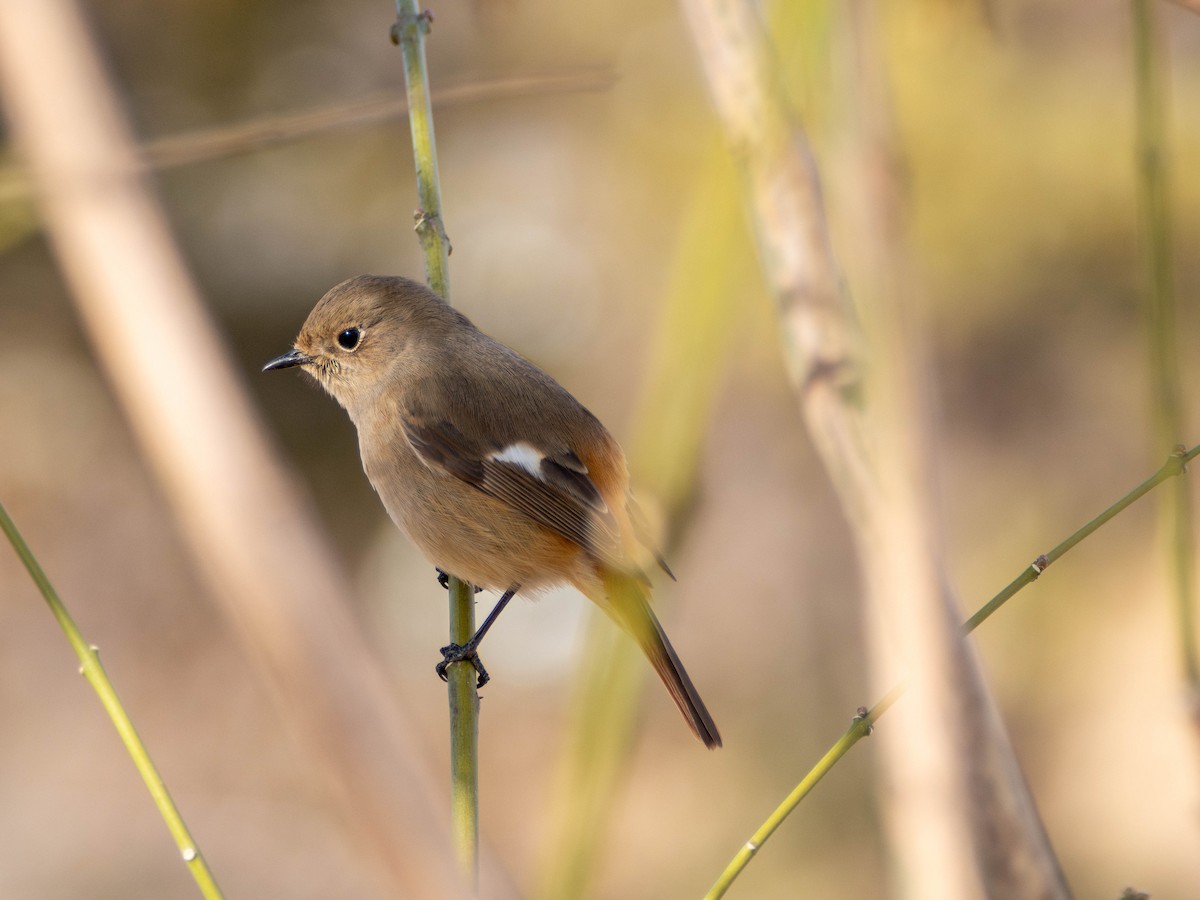 Daurian Redstart - ML635359921