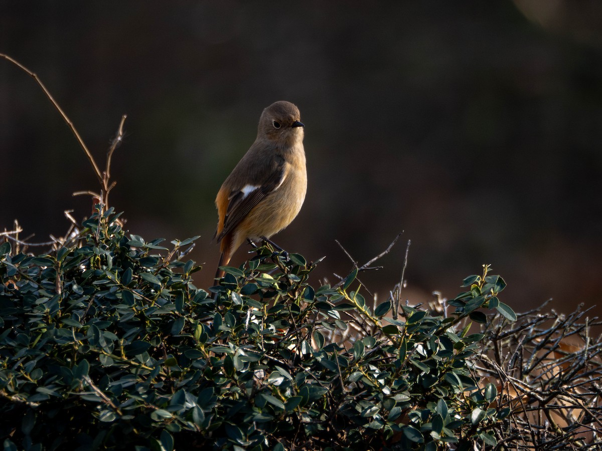 Daurian Redstart - ML635359922