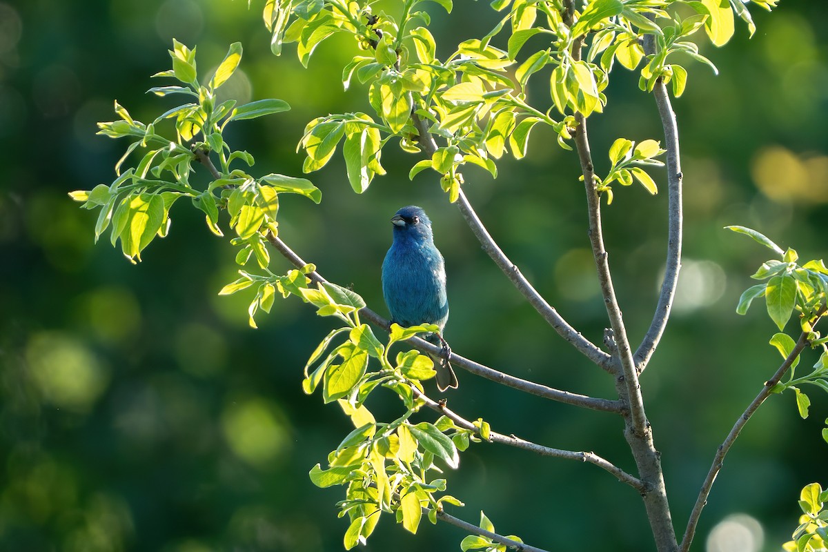 Indigo Bunting - ML635359946