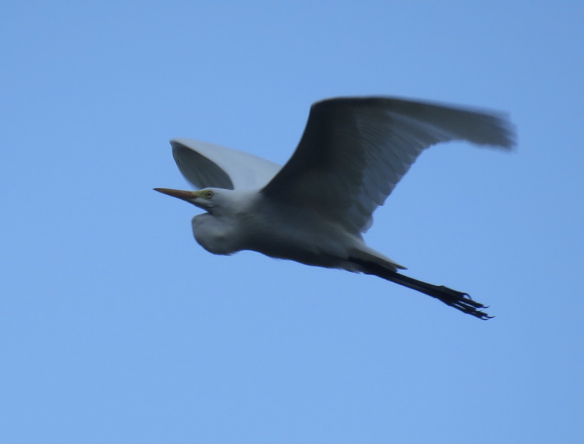 Medium Egret - ML635359954