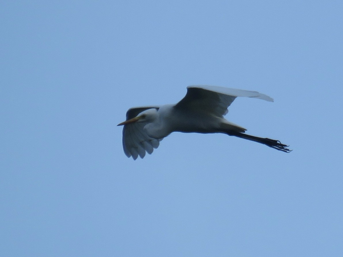 Medium Egret - ML635359955