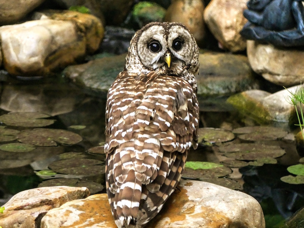 Barred Owl - ML635359991