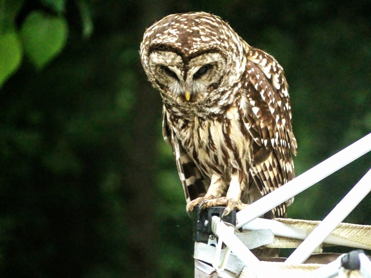 Barred Owl - ML635359992
