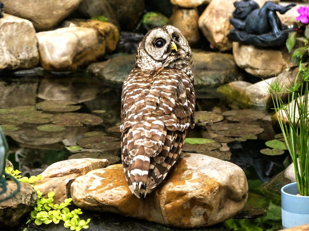 Barred Owl - ML635359994