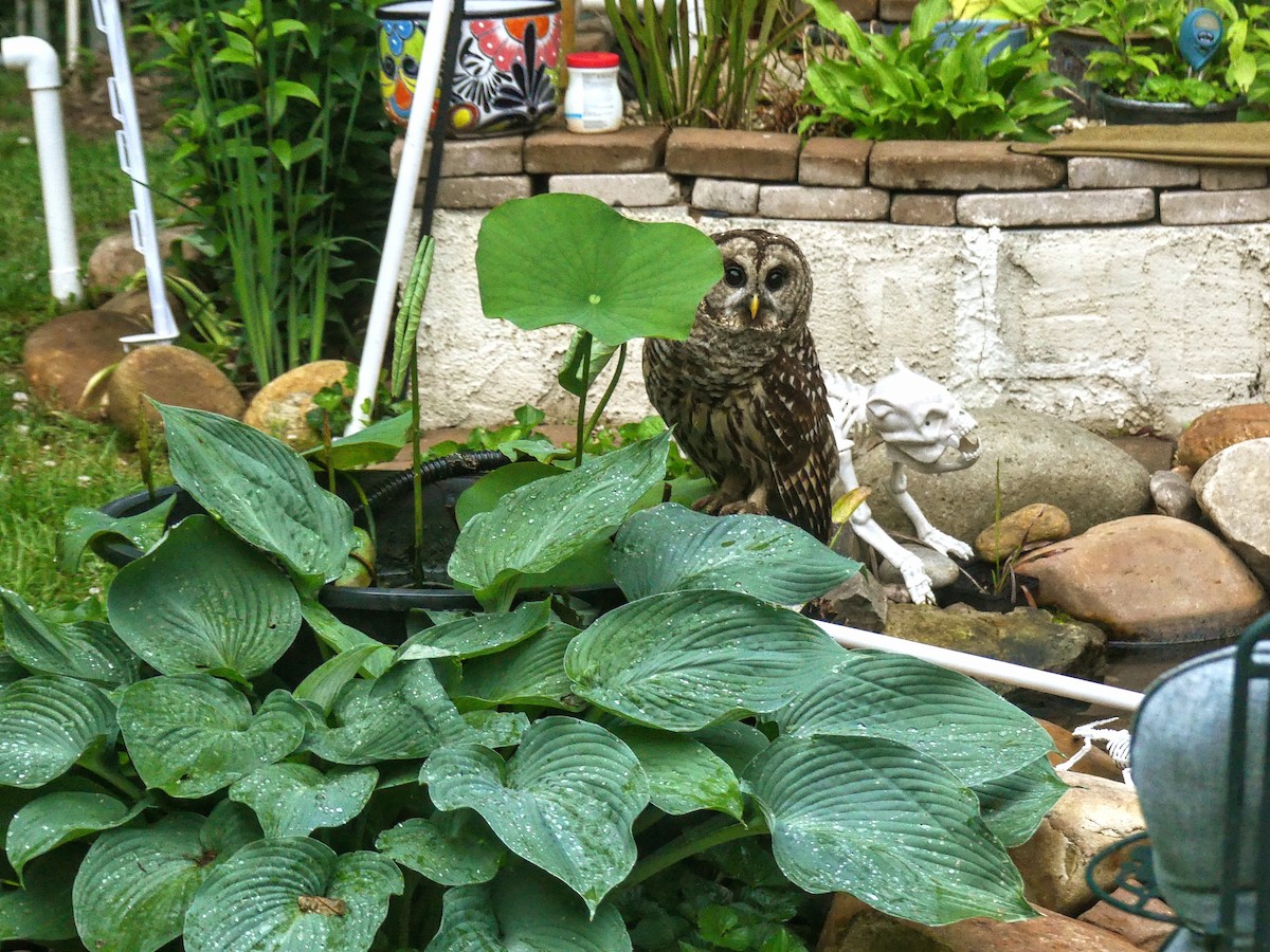 Barred Owl - ML635359995