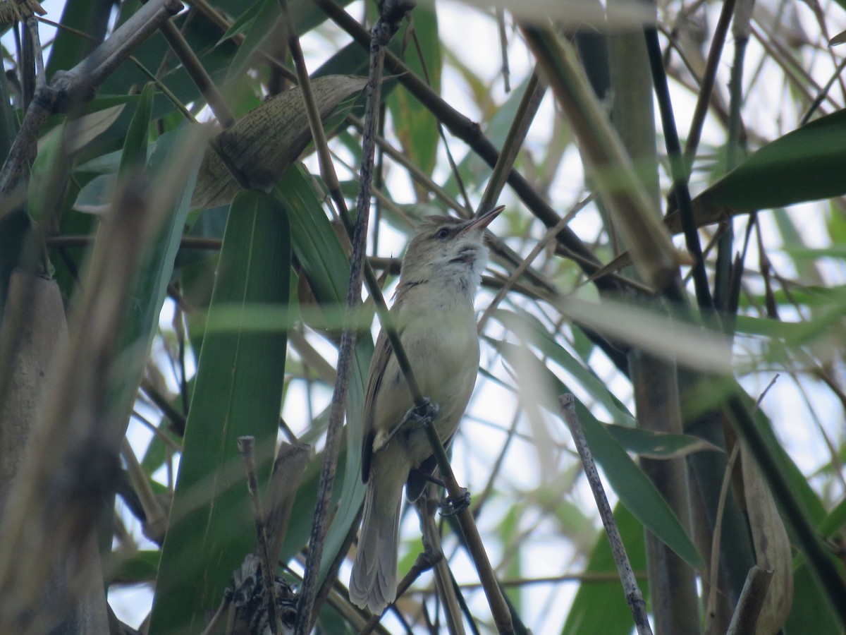 Clamorous Reed Warbler (Brown) - ML635360043