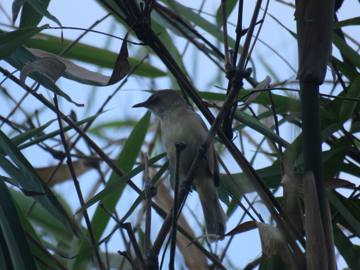 Clamorous Reed Warbler (Brown) - ML635360044