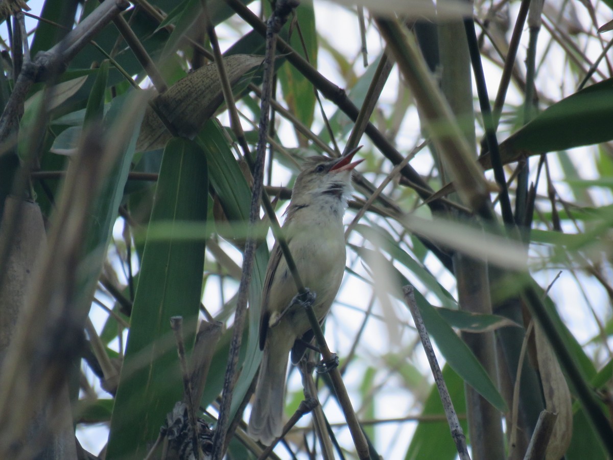 Clamorous Reed Warbler (Brown) - ML635360046