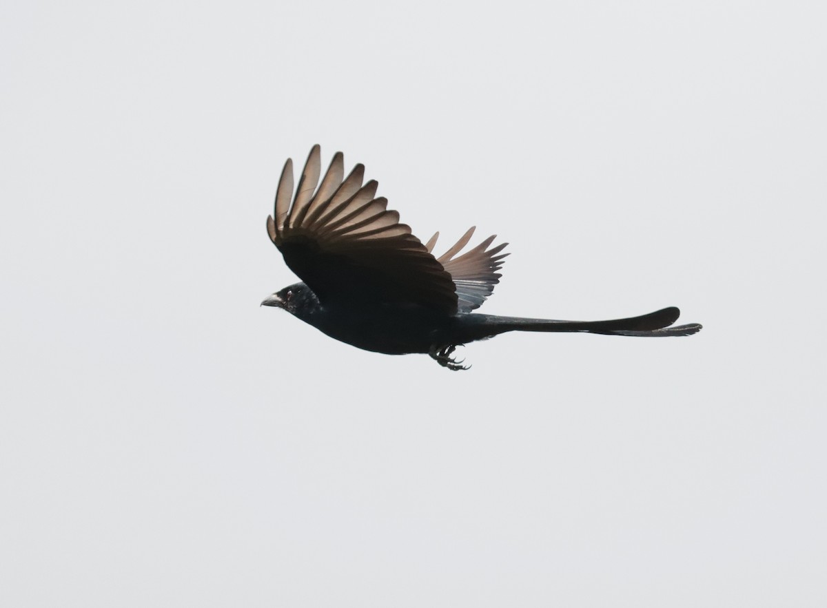 Black Drongo - ML635360053