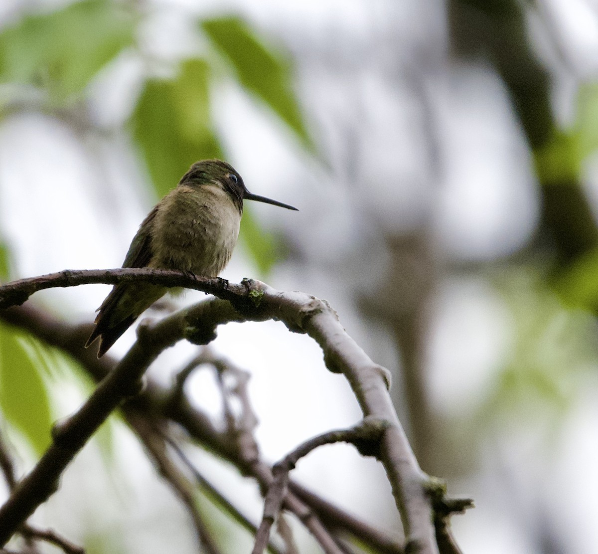 Ruby-throated Hummingbird - ML635360085