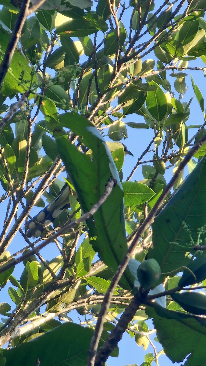 Mangrove Cuckoo - ML635360118