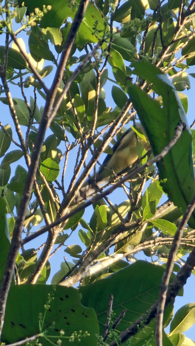 Mangrove Cuckoo - ML635360119