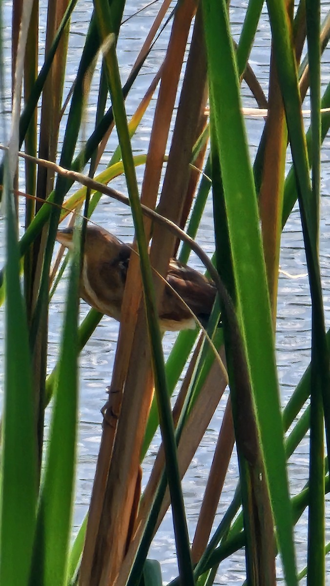 Least Bittern - ML635360125