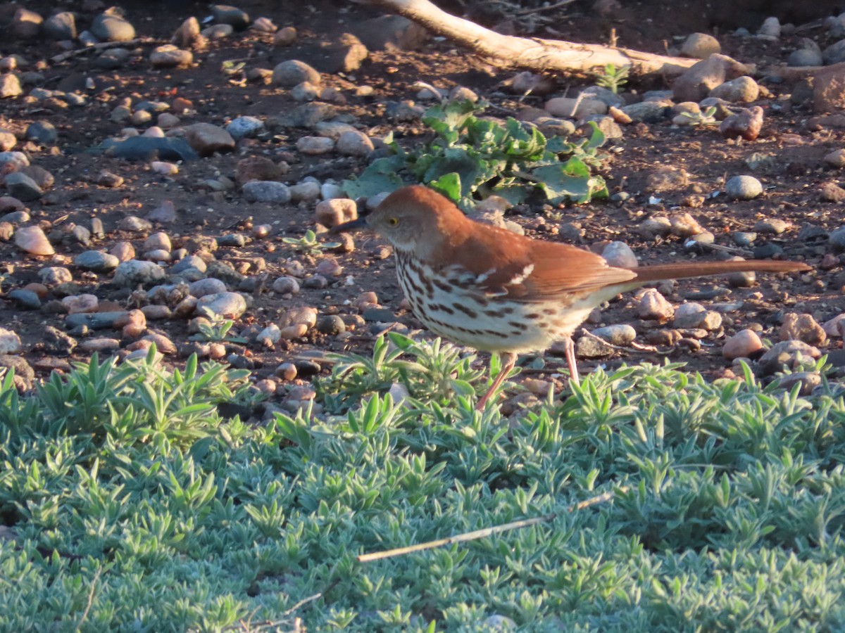 Brown Thrasher - ML635360127