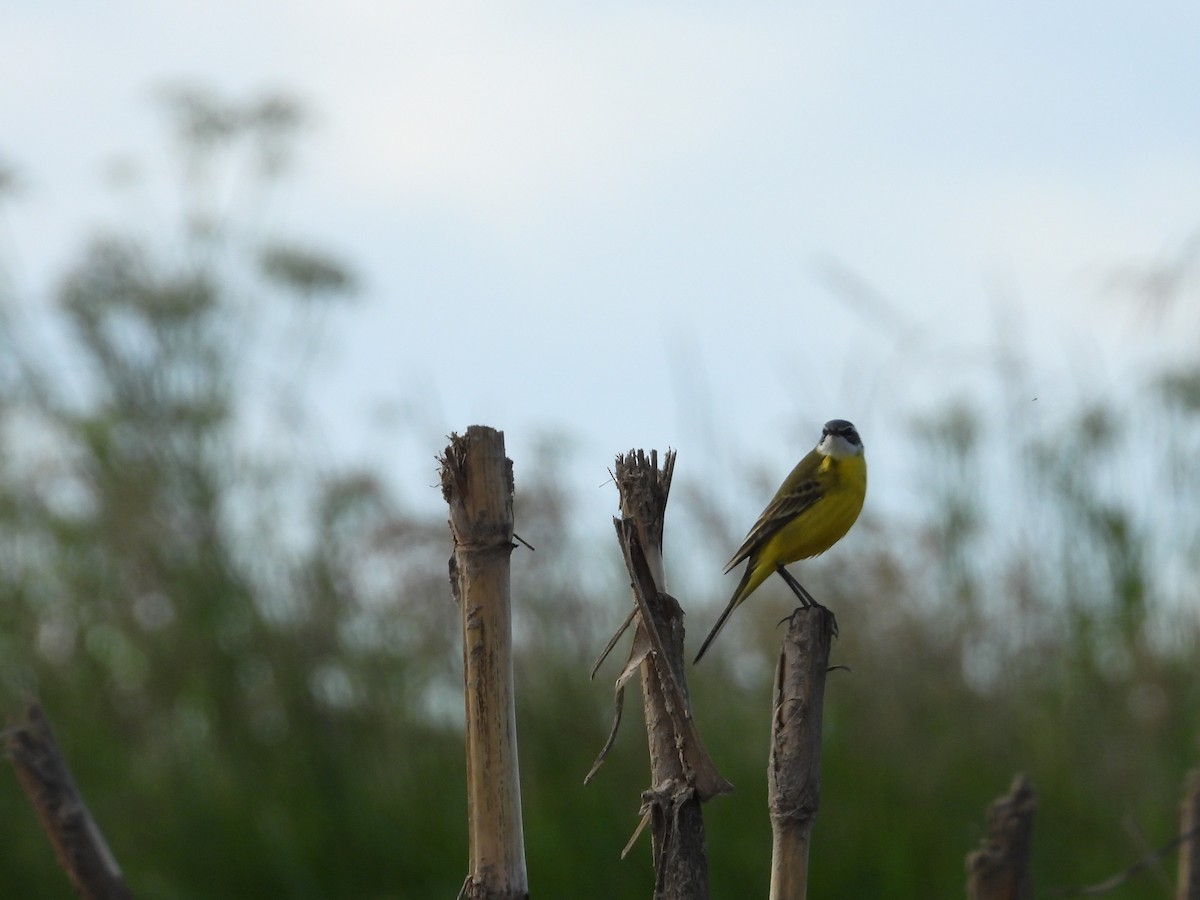 Bergeronnette printanière (iberiae/cinereocapilla/pygmaea) - ML635360166