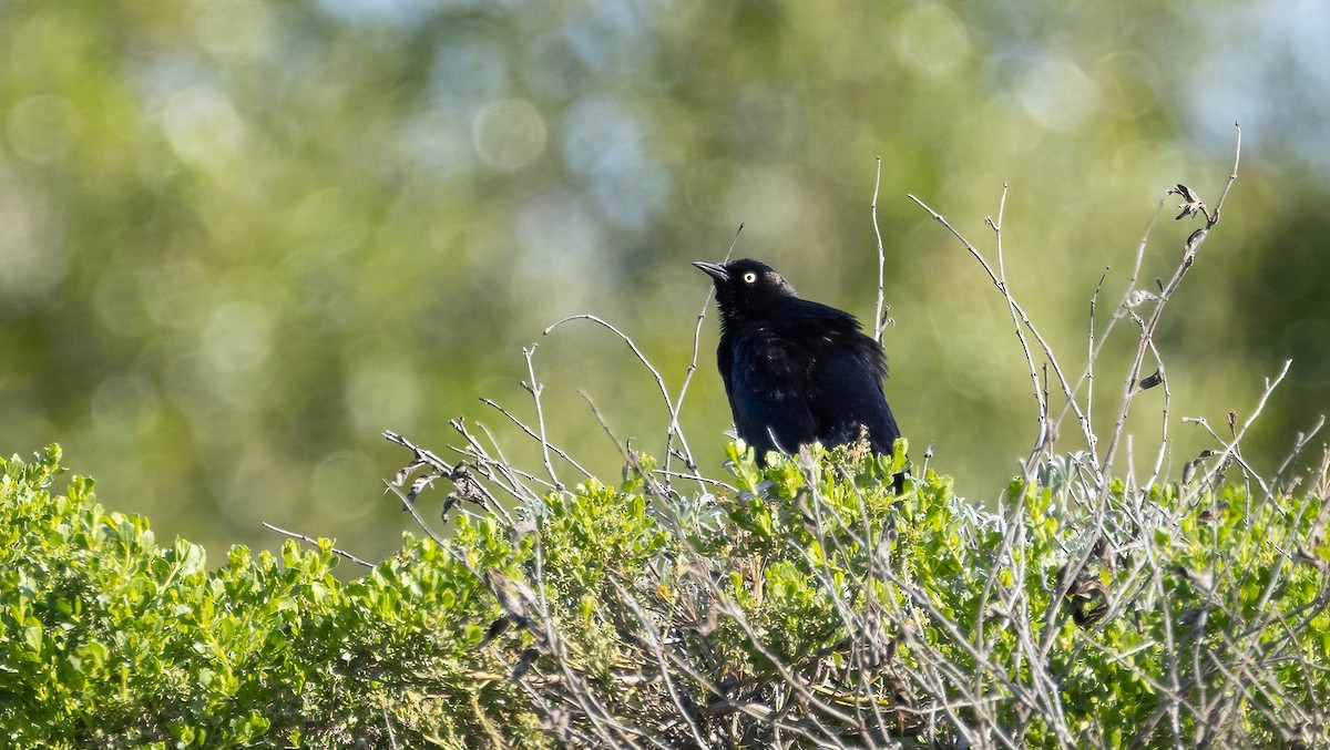 Brewer's Blackbird - ML635360167