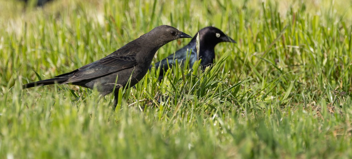 Brewer's Blackbird - ML635360171