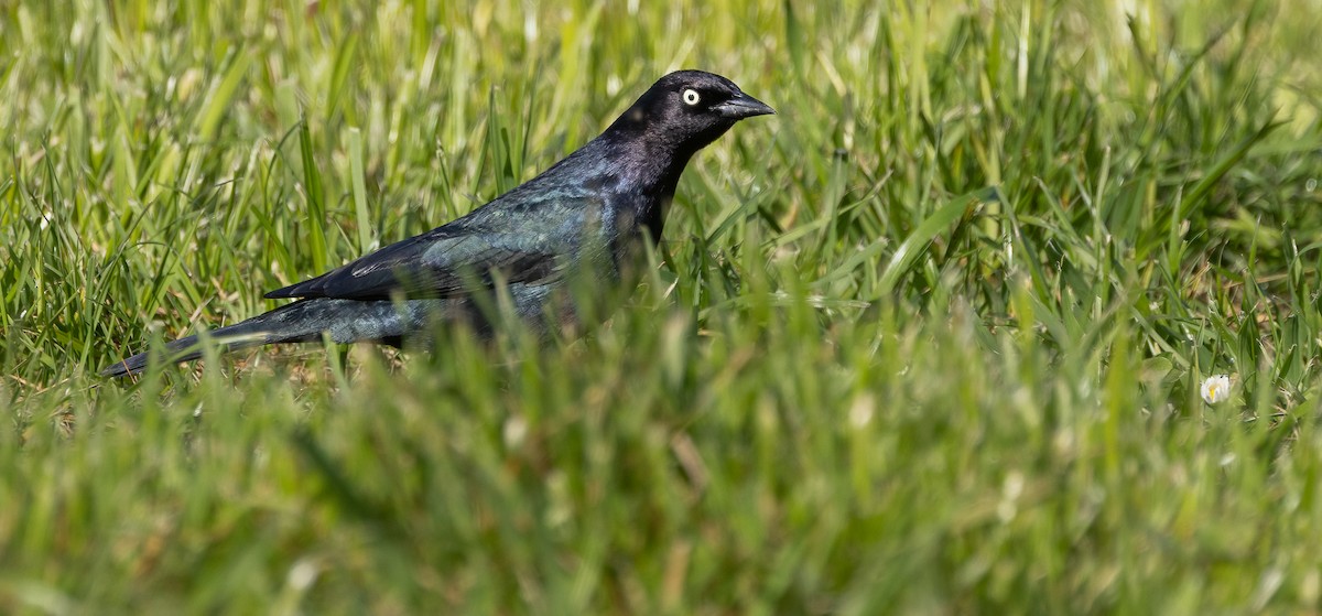 Brewer's Blackbird - ML635360172