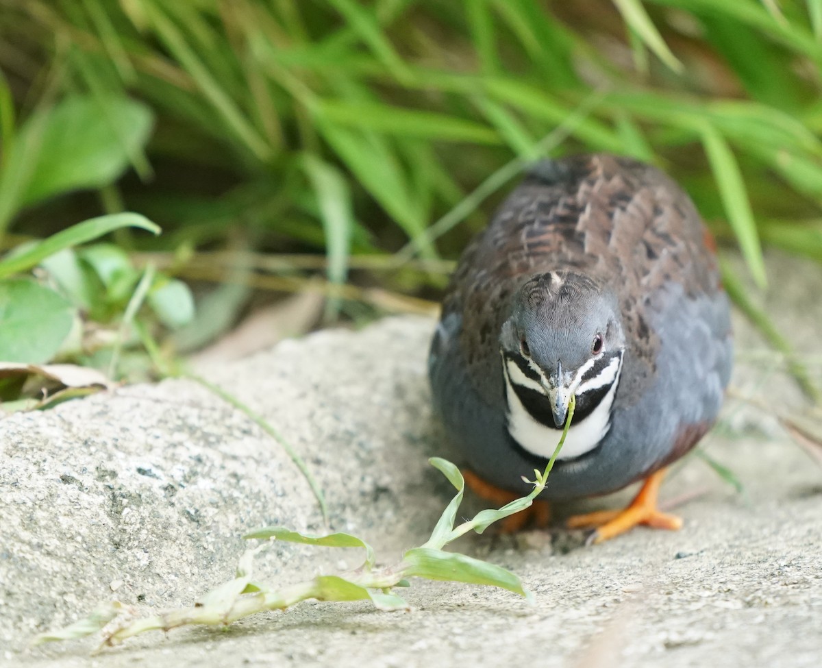 ヒメウズラ - ML635360262